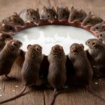 Как избавиться от крыс в доме: проверенные методы борьбы