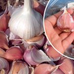 Уникальный рецепт-инструкция: как выбрать «женские» дольки чеснока для богатого урожая 15 Уникальный рецепт-инструкция: как выбрать «женские» дольки чеснока для богатого урожая