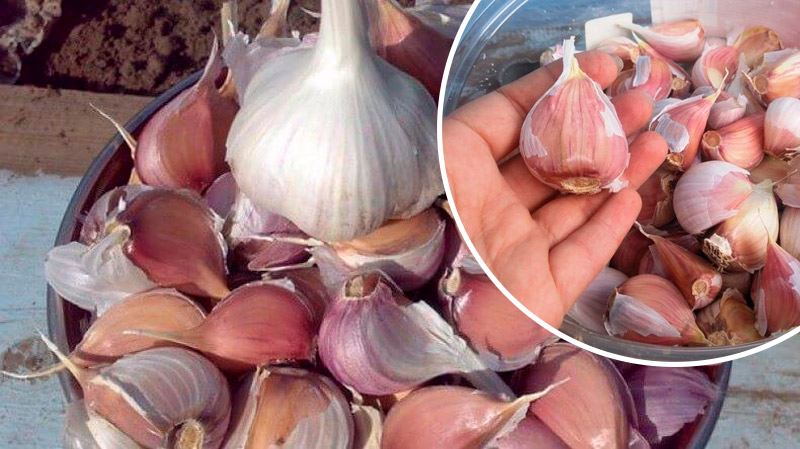 Уникальный рецепт-инструкция: как выбрать «женские» дольки чеснока для богатого урожая