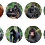 Топ-10 самых долгоживущих видов обезьян: от макак до шимпанзе 14 Mavpi