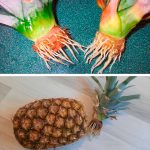 🌿 Домашний ананас: как вырастить из верхушки в горшке 15 New