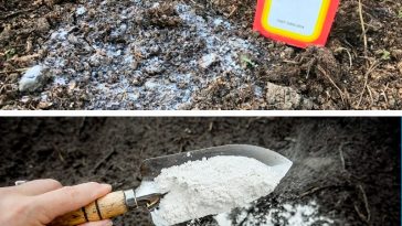 Осенний секрет урожая: сода для грядок