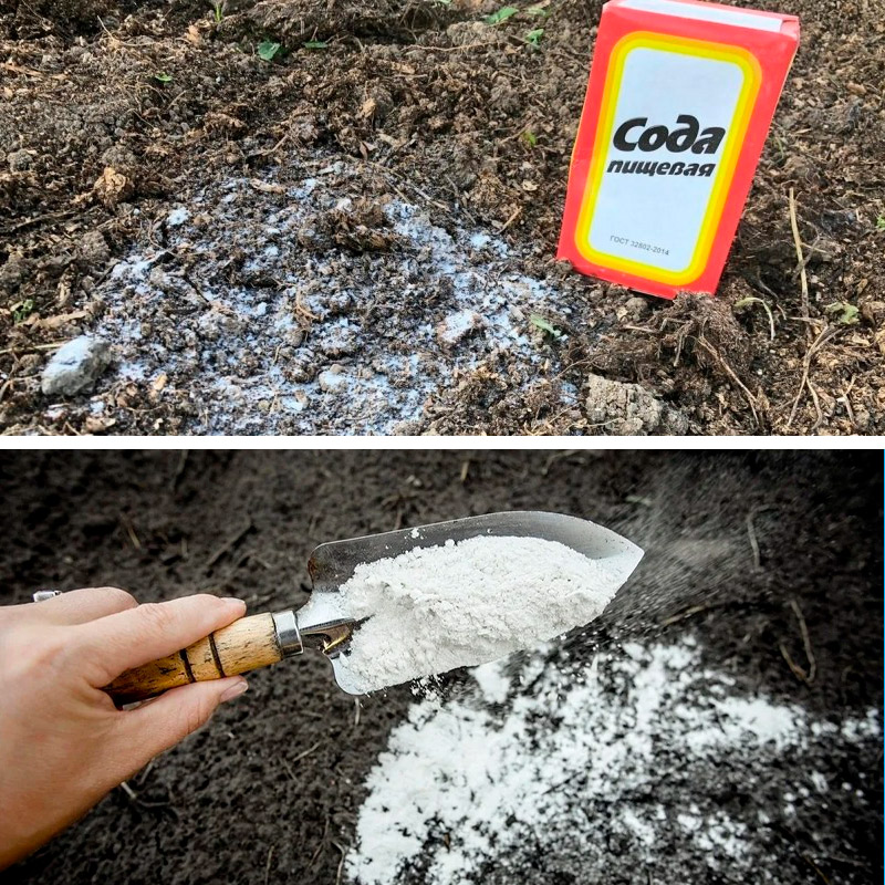 Осенний секрет урожая: сода для грядок