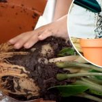 Признаки, что вашему комнатному цветку срочно нужна пересадка 14 Признаки, что вашему комнатному цветку срочно нужна пересадка