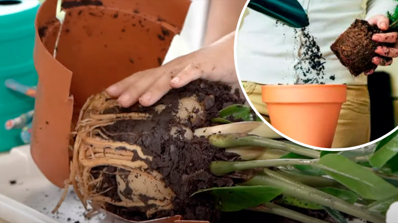 Признаки, что вашему комнатному цветку срочно нужна пересадка