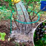 Проверенный годами способ! Осенняя подкормка смородины и крыжовника для щедрого урожая 12 Проверенный годами способ! Осенняя подкормка смородины и крыжовника для щедрого урожая