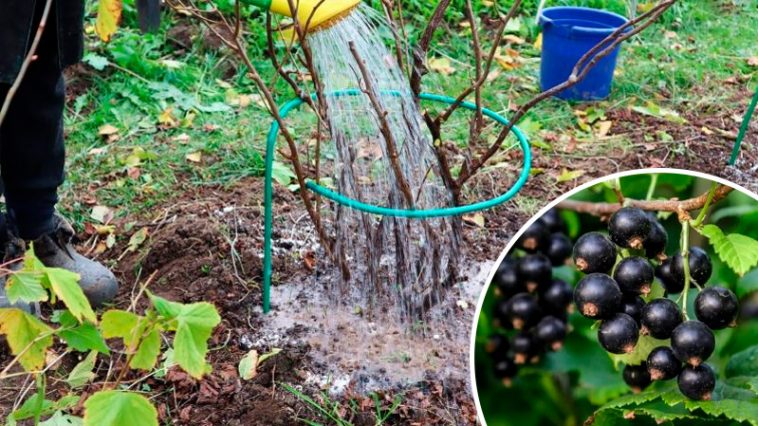 Проверенный годами способ! Осенняя подкормка смородины и крыжовника для щедрого урожая 3 Проверенный годами способ! Осенняя подкормка смородины и крыжовника для щедрого урожая