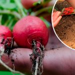 Сентябрьская редиска: как посеять и собрать хрустящий урожай 14 Сентябрьская редиска: как посеять и собрать хрустящий урожай