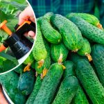 Как продлить урожай огурцов до октября: практические советы огородникам 17 Как продлить урожай огурцов до октября: практические советы огородникам