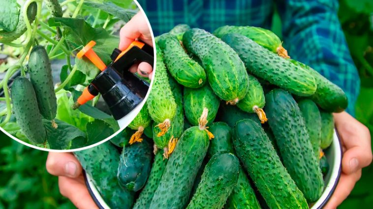 Как продлить урожай огурцов до октября: практические советы огородникам