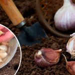 Аптечное средство, которое улучшает урожай чеснока в 2–3 раза 16 Аптечное средство, которое улучшает урожай чеснока в 2–3 раза