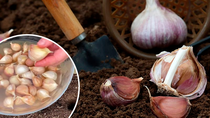 Аптечное средство, которое улучшает урожай чеснока в 2–3 раза