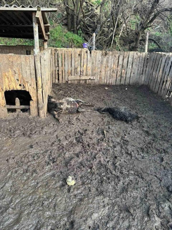 Шокирующие условия в «реабилитационном центре» Хмельницкого: львицы сбежали, погибли животные 9 photo 2025 11 15 17 35 05 e1763315434280