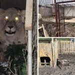 Шокирующие условия в «реабилитационном центре» Хмельницкого: львицы сбежали, погибли животные 16 vjbdjvjdbchsvcjoweop