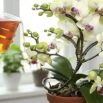 Добейтесь мгновенного цветения орхидеи всего за 20 простых шагов
