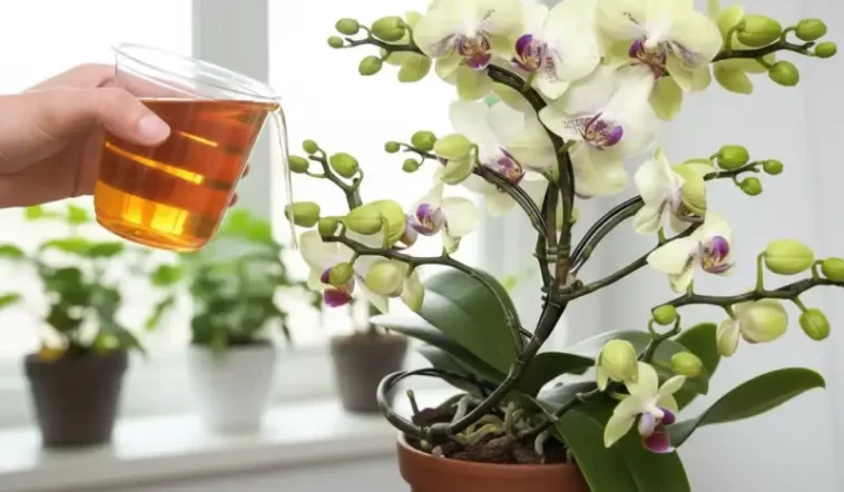Добейтесь мгновенного цветения орхидеи всего за 20 простых шагов