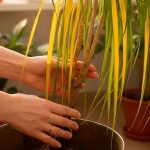 Листья драцены желтеют и сохнут: главные причины и как этого не допустить