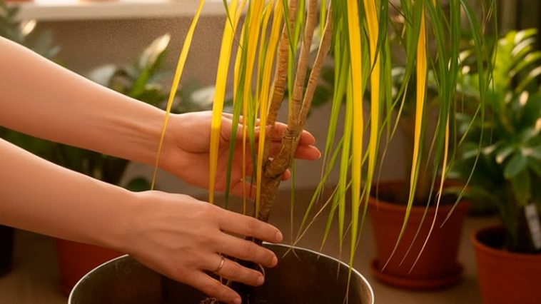 Листья драцены желтеют и сохнут: главные причины и как этого не допустить