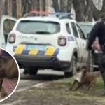 После конфликта с полицией в Полтаве задержали ветерана ВСУ: его собаку изолировали и могут усыпить 15 bvdbvjdjvgrnibhsbhcsdcsjbcj 18