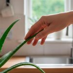 Зачем держать алоэ на кухне и чем полезно это растение: когда узнаёшь — действительно удивляешься 13 Зачем держать алоэ на кухне и чем полезно это растение: когда узнаёшь — действительно удивляешься