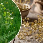 Шум в голове и повышенное давление: причины, лечение без таблеток и натуральные способы поддержки сосудов