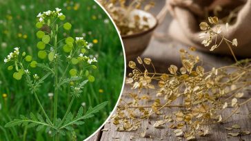 Шум в голове и повышенное давление: причины, лечение без таблеток и натуральные способы поддержки сосудов