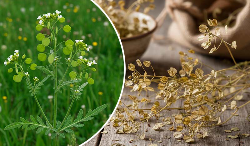 Шум в голове и повышенное давление: причины, лечение без таблеток и натуральные способы поддержки сосудов