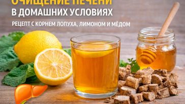 Очищение печени в домашних условиях: натуральный рецепт с корнем лопуха, лимоном и мёдом