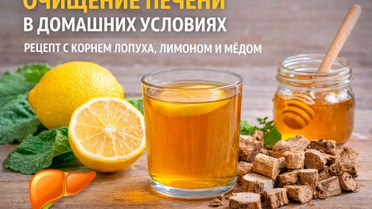 Очищение печени в домашних условиях: натуральный рецепт с корнем лопуха, лимоном и мёдом