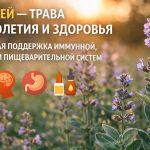 Шалфей — трава долголетия и здоровья