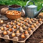 Посадка лука в лотках из-под яиц: простой метод ровных грядок и богатого урожая