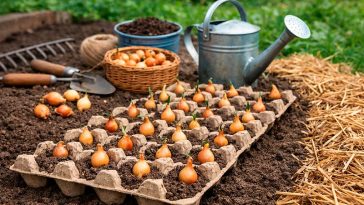 Посадка лука в лотках из-под яиц: простой метод ровных грядок и богатого урожая