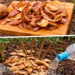 Не выбрасывайте кожуру от картофеля: натуральное удобрение для растений