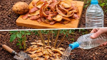 Не выбрасывайте кожуру от картофеля: натуральное удобрение для растений