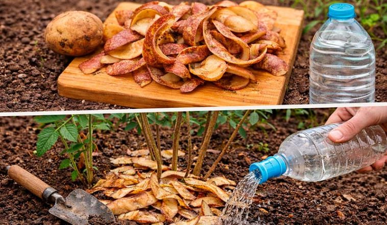Не выбрасывайте кожуру от картофеля: натуральное удобрение для растений