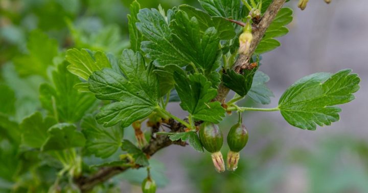 Navesni zakopuiu pid ahrus ochystky kartopli i kushchi riasno plodonosiat e1774903333136