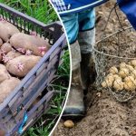 Почему до Пасхи нельзя сажать картошку: народные приметы и практические причины 9 bvdbvjdjvgrnibhsbhcsdcsjbcj 43