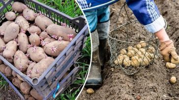 bvdbvjdjvgrnibhsbhcsdcsjbcj 43