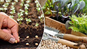 bvdbvjdjvgrnibhsbhcsdcsjbcj 44