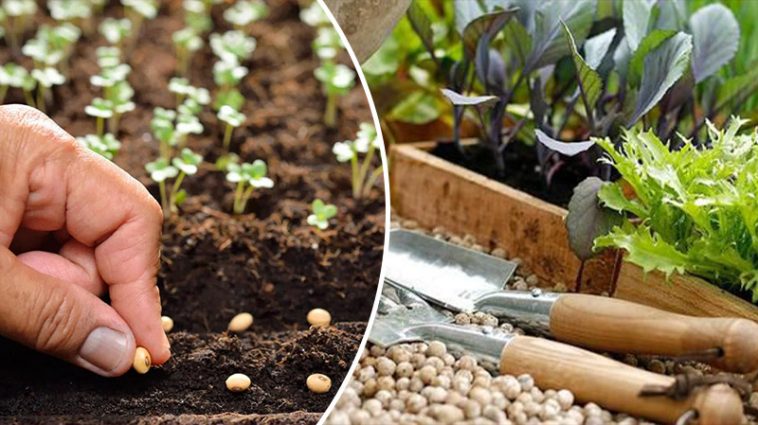 bvdbvjdjvgrnibhsbhcsdcsjbcj 44