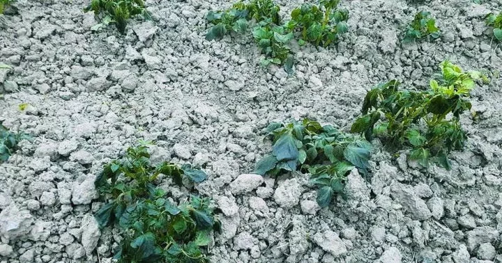 kartoply e1774896569387