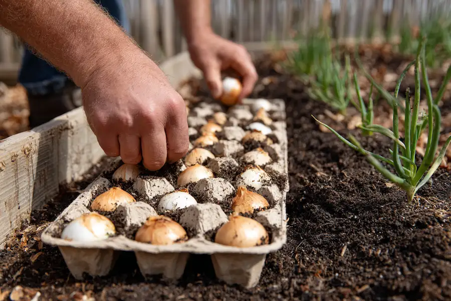 Посадка лука в лотках из-под яиц: простой метод ровных грядок и богатого урожая