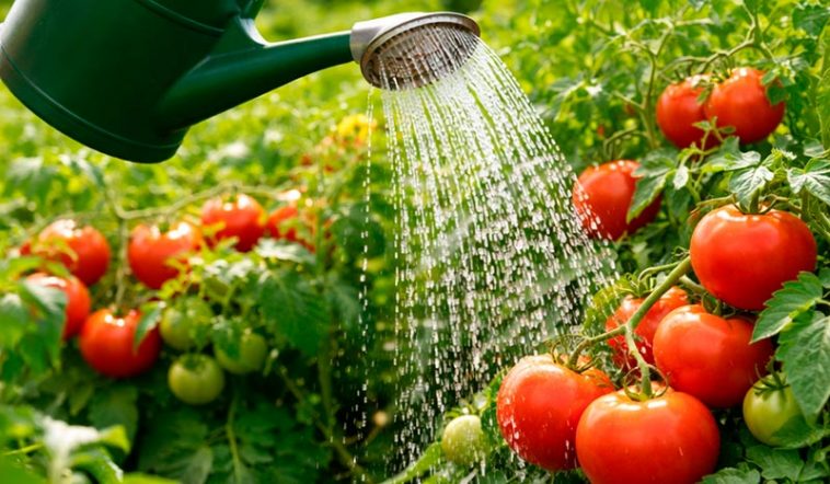 1 ложка — и помидоры растут как на дрожжах: секрет быстрого роста томатов, который есть на каждой кухне