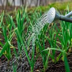 10–15 г на 10 л воды: эффективная подкормка чеснока в мае