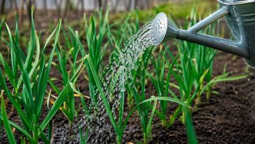 10–15 г на 10 л воды: эффективная подкормка чеснока в мае