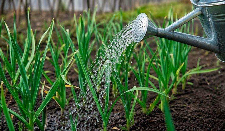 10–15 г на 10 л воды: эффективная подкормка чеснока в мае