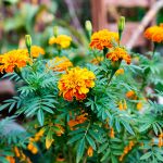 Бархатцы: секреты выращивания в 2026 году