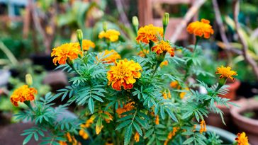 Бархатцы: секреты выращивания в 2026 году