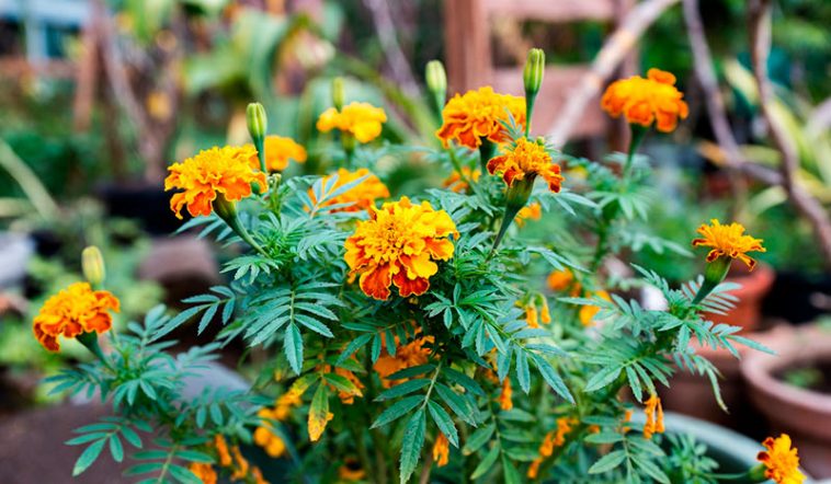 Бархатцы: секреты выращивания в 2026 году