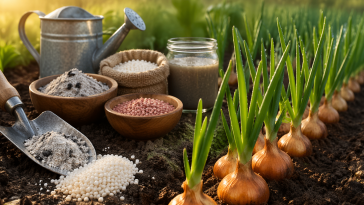 Весенняя подкормка, которая сделает лук рекордным: простые секреты большого урожая